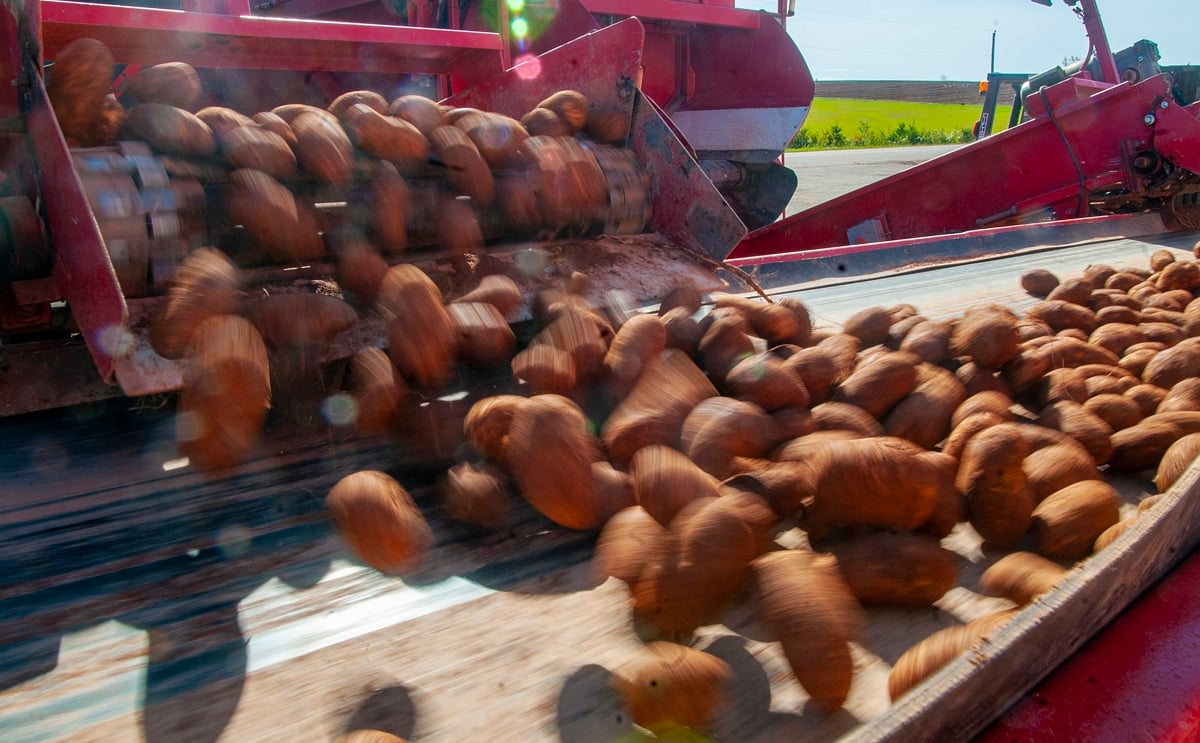 Cavendish Farms to potato growers: Sell to someone else, if you can Cavendish Farms to potato growers: Sell to someone else, if you can