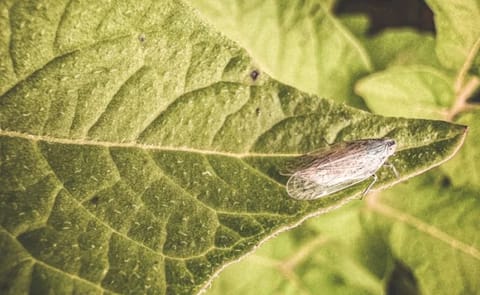 Reed glasswinged leafhopper on a potato leaf – the spreading pest at the center of new calls by Germany’s potato sector for intensified research and coordinated control strategies. Reed glasswinged leafhopper on a potato leaf – the spreading pest at the center of new calls by Germany’s potato sector for intensified research and coordinated control strategies.