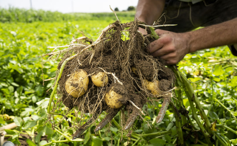 Can Regenerative Agriculture Benefit Potato Farming?