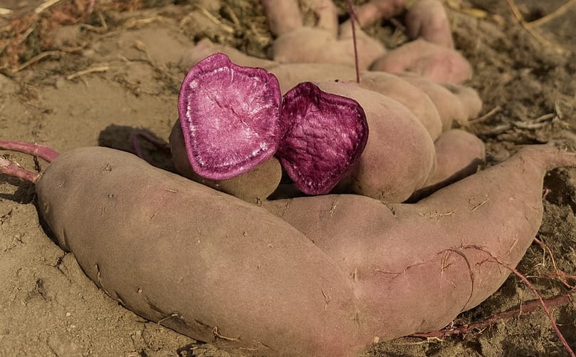 Regal Purple from South Carolina Regal Purple from South Carolina