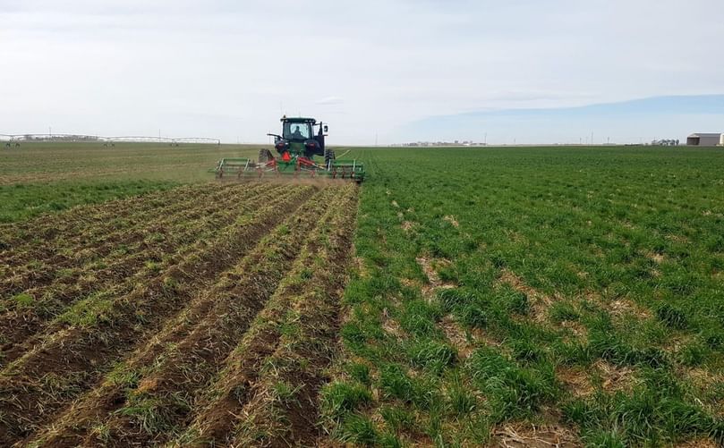 Cover crops and potatoes: How effective are they?