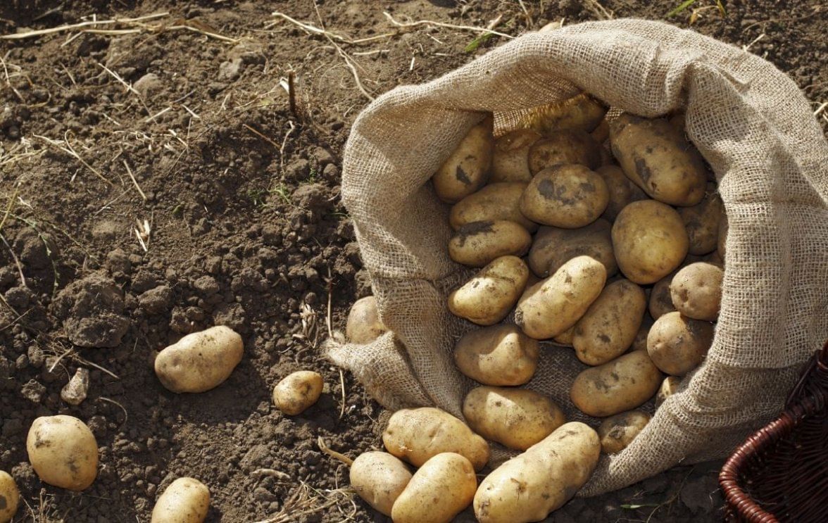 Reino Unido: Cambio climático pondría en peligro a la papa