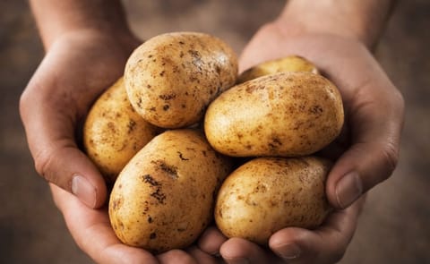 Reino Unido controlará el tizón tardío con papa genéticamente modificada Reino Unido controlará el tizón tardío con papa genéticamente modificada