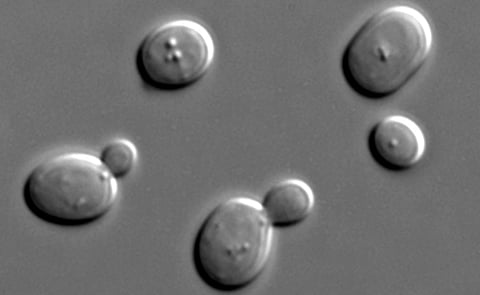 Saccharomyces cerevisiae cells (commonly known and used as baker's yeast) are here seen with DIC microscopy. Renaissance Ingredients has developed and selected special (non-GMO) strains of baker's yeast that are particularly capable to degrade asparagine, Saccharomyces cerevisiae cells (commonly known and used as baker's yeast) are here seen with DIC microscopy. Renaissance Ingredients has developed and selected special (non-GMO) strains of baker's yeast that are particularly capable to degrade asparagine,