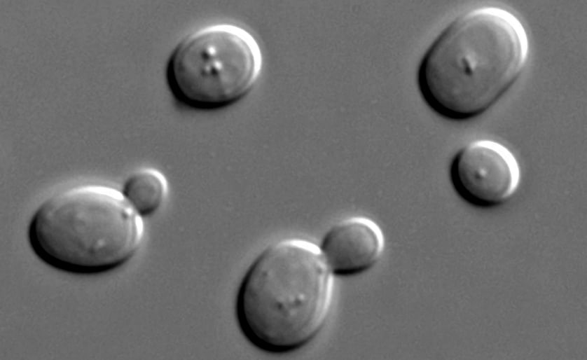 Saccharomyces cerevisiae cells (commonly known and used as baker's yeast) are here seen with DIC microscopy. Renaissance Ingredients has developed and selected special (non-GMO) strains of baker's yeast that are particularly capable to degrade asparagine,