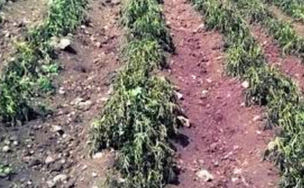 México (Chihuahua): Reportan pérdidas de casi la totalidad de los cultivos de la región sur.