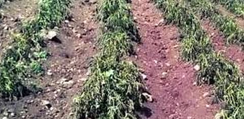 México (Chihuahua): Reportan pérdidas de casi la totalidad de los cultivos de la región sur.