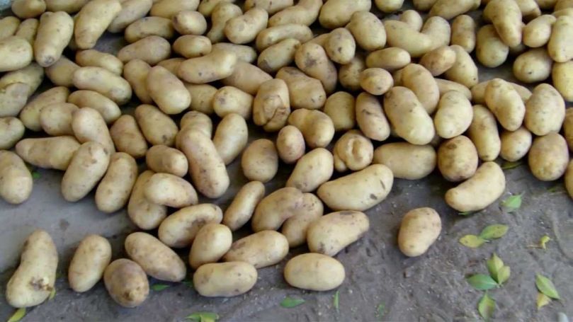 R. Dominicana: Coreanos muestran alternativas del cultivo de papa