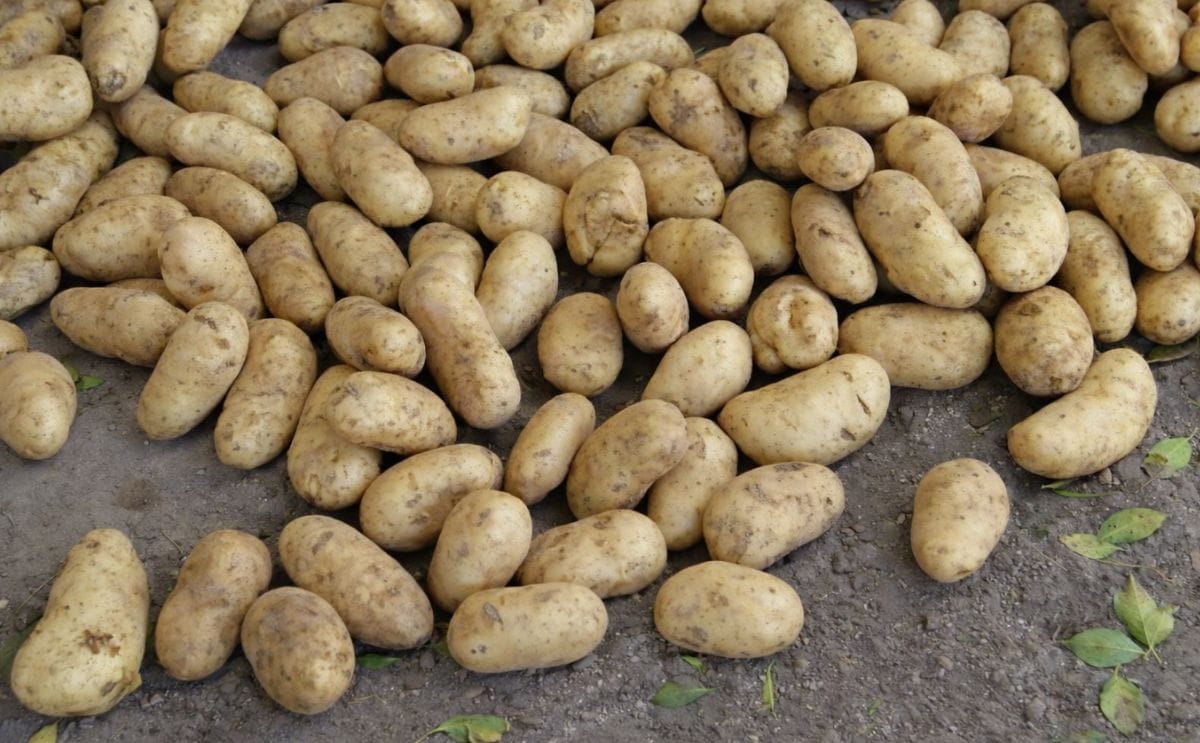 R. Dominicana: Coreanos muestran alternativas del cultivo de papa R. Dominicana: Coreanos muestran alternativas del cultivo de papa