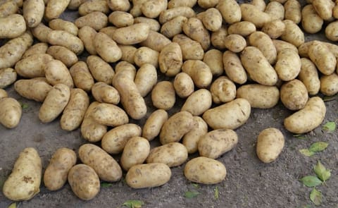 R. Dominicana: Coreanos muestran alternativas del cultivo de papa R. Dominicana: Coreanos muestran alternativas del cultivo de papa