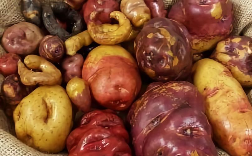 There are a huge range of different species of potato from across South America, but the ones we eat are descended from those first domesticated in southern Peru and northern Bolivia.