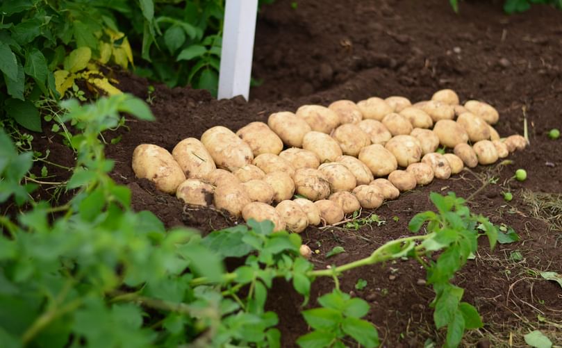Resilient new potato varieties showcased at Potatoes in Practice 2025