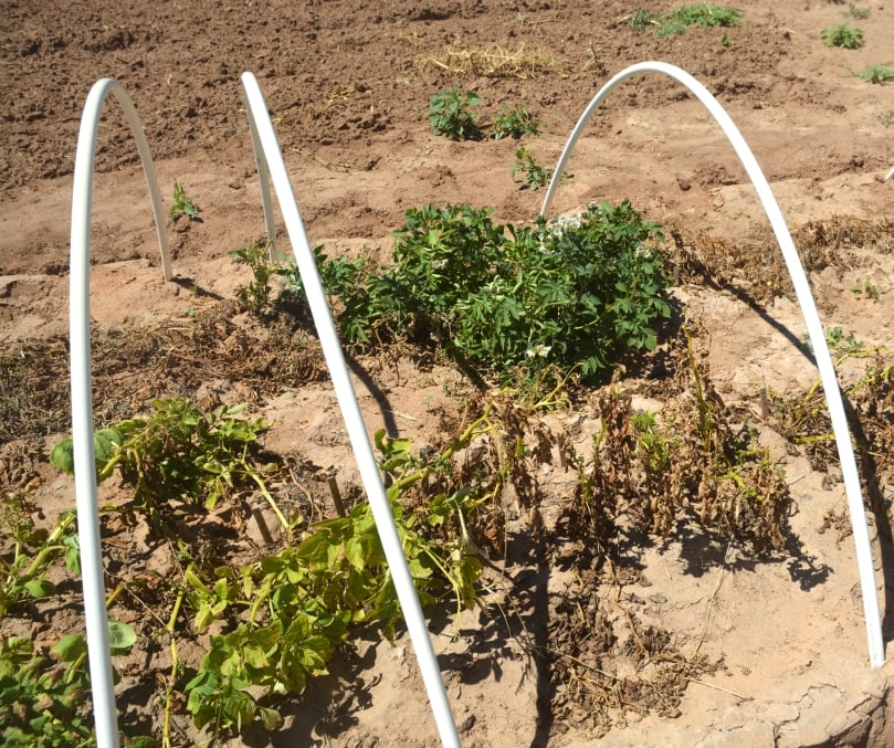 A potato variety screening trial shows varying levels of damage and indicates some psyllid resistance.(Courtesy: Texas A&M AgriLife Communications photo by Kay Ledbetter) A potato variety screening trial shows varying levels of damage and indicates some psyllid resistance.(Courtesy: Texas A&M AgriLife Communications photo by Kay Ledbetter)