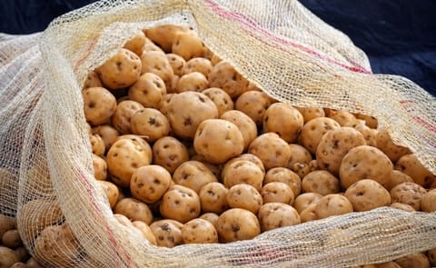 Una investigadora colombiana descubre una bacteria capaz de controlar la Rizoctoniasis de la papa Una investigadora colombiana descubre una bacteria capaz de controlar la Rizoctoniasis de la papa