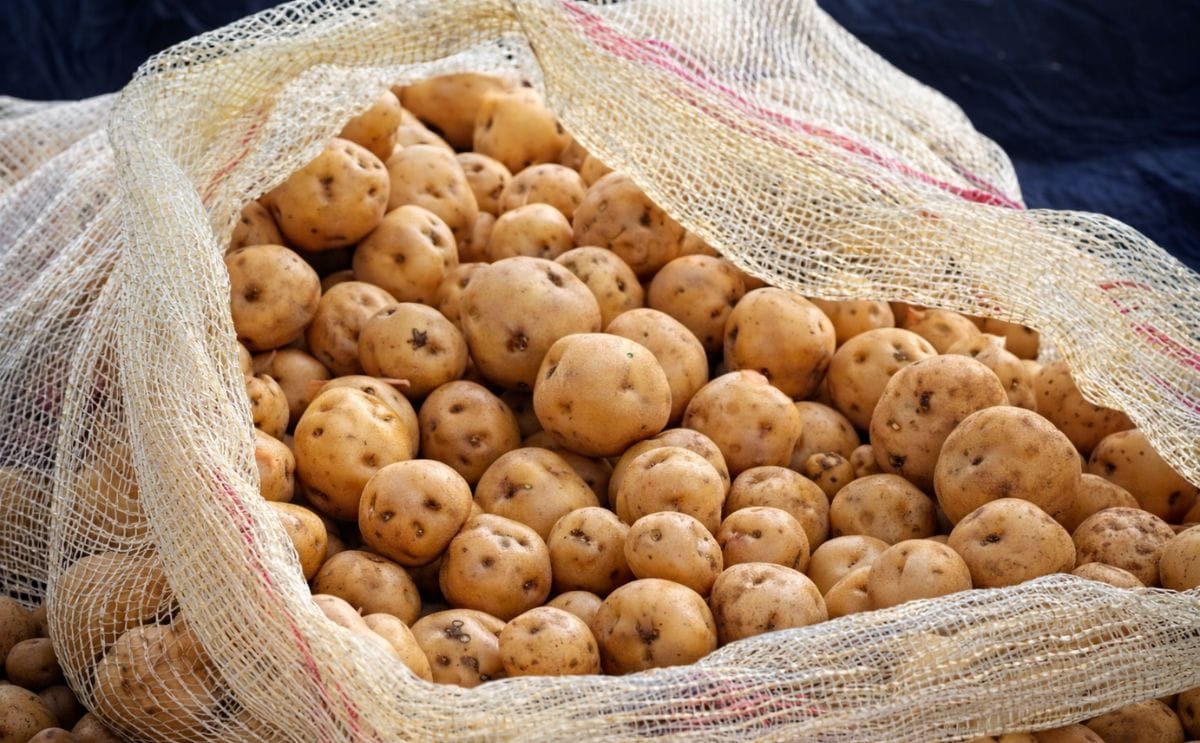 La investigación del Instituto de Biotecnología de la Universidad Nacional se centró en la papa criolla