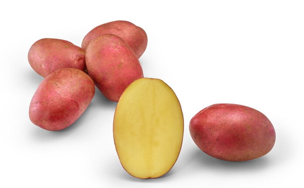 REZA REZA