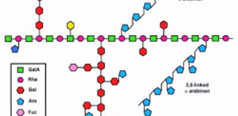  rhamnogalacturonan I