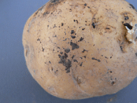 Aardappel met Rhizoctonia