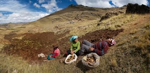 National Geographic fotografía productores de papa peruanos