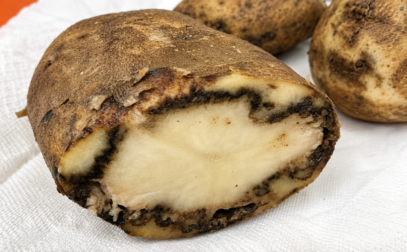 Potato Ring Rot (Clavibacter sepedonicus): Vascular Discoloration in Infected Tubers