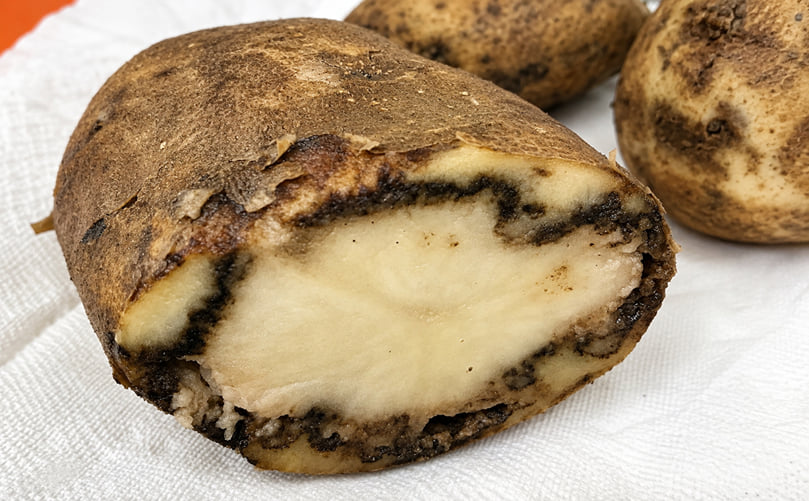 Potato Ring Rot (Clavibacter sepedonicus): Vascular Discoloration in Infected Tubers Potato Ring Rot (Clavibacter sepedonicus): Vascular Discoloration in Infected Tubers