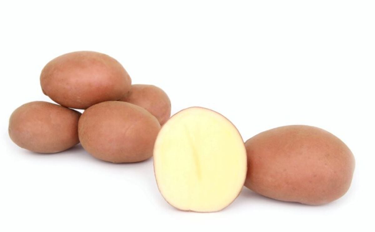 RIVOLA