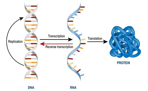 Many of us remember RNA from high school biology, where we were taught that the RNA molecule reads DNA, then makes proteins to carry out tasks (Shown above). But in 2011, He's lab opened an entire new field of research by discovering the keys to a differe Many of us remember RNA from high school biology, where we were taught that the RNA molecule reads DNA, then makes proteins to carry out tasks (Shown above). But in 2011, He's lab opened an entire new field of research by discovering the keys to a differe