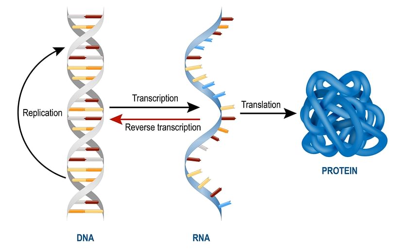 Many of us remember RNA from high school biology, where we were taught that the RNA molecule reads DNA, then makes proteins to carry out tasks (Shown above). But in 2011, He's lab opened an entire new field of research by discovering the keys to a differe