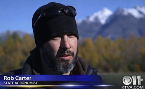 Alaska State Agronomist Rob Carter: “With a season like this, you can have record yields or record losses.Several farms that didn’t have irrigation lost their potato yields, but farms that were able to water their crops did extremely well.”(Cour Alaska State Agronomist Rob Carter: “With a season like this, you can have record yields or record losses.Several farms that didn’t have irrigation lost their potato yields, but farms that were able to water their crops did extremely well.”(Cour
