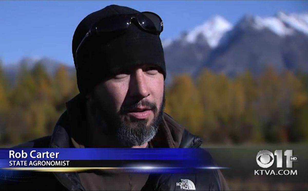 Alaska State Agronomist Rob Carter: “With a season like this, you can have record yields or record losses.
Several farms that didn’t have irrigation lost their potato yields, but farms that were able to water their crops did extremely well.”
(Cour