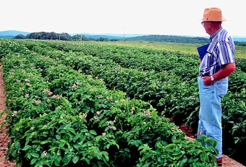 Robert Plaisted, Professor Emeritus of Plant Breeding and Genetics, inspects potato plants in the field while leading efforts to develop nematode-resistant varieties. Robert Plaisted, Professor Emeritus of Plant Breeding and Genetics, inspects potato plants in the field while leading efforts to develop nematode-resistant varieties.