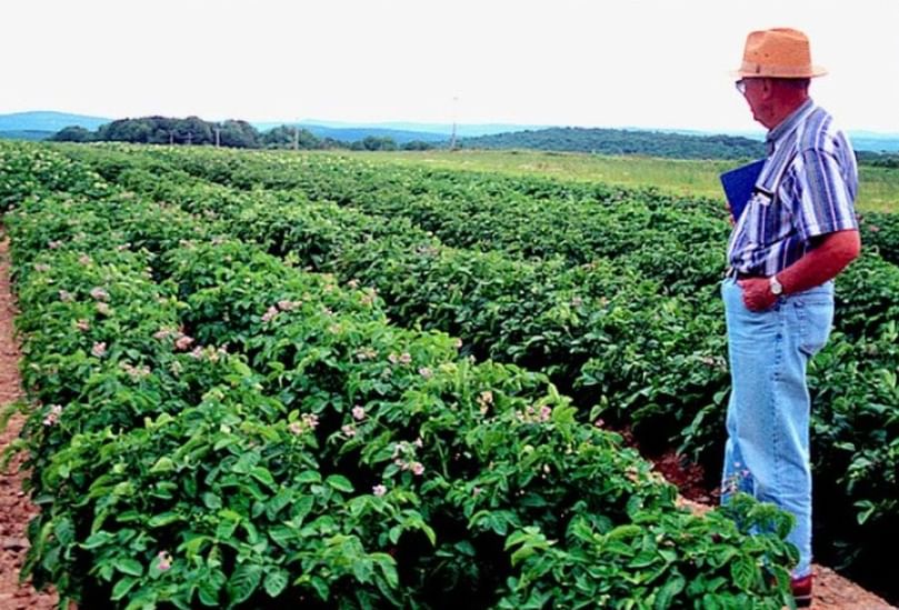 Robert Plaisted, Professor Emeritus of Plant Breeding and Genetics, inspects potato plants in the field while leading efforts to develop nematode-resistant varieties. Robert Plaisted, Professor Emeritus of Plant Breeding and Genetics, inspects potato plants in the field while leading efforts to develop nematode-resistant varieties.