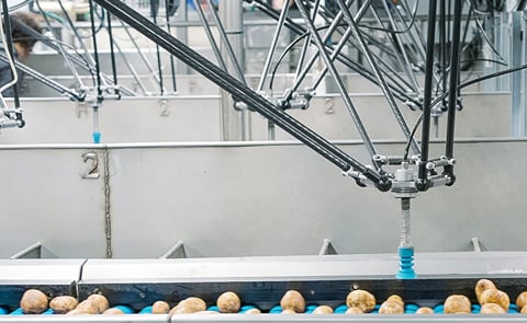 Robotic sorters on the upgraded Russet line make up to 100 precise picks per minute, helping Eagle Eye Produce boost packing speed and reduce manual inspection. Robotic sorters on the upgraded Russet line make up to 100 precise picks per minute, helping Eagle Eye Produce boost packing speed and reduce manual inspection.