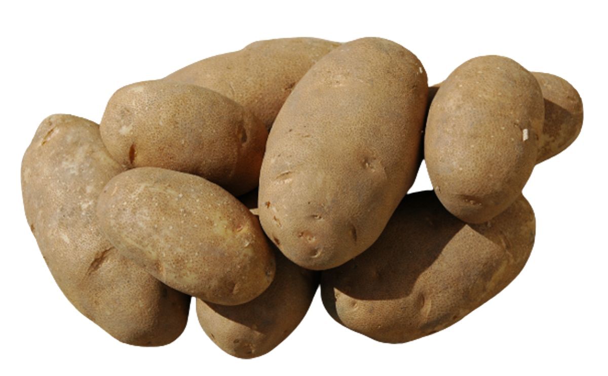 ROCKEY MOUNTAIN RUSSET