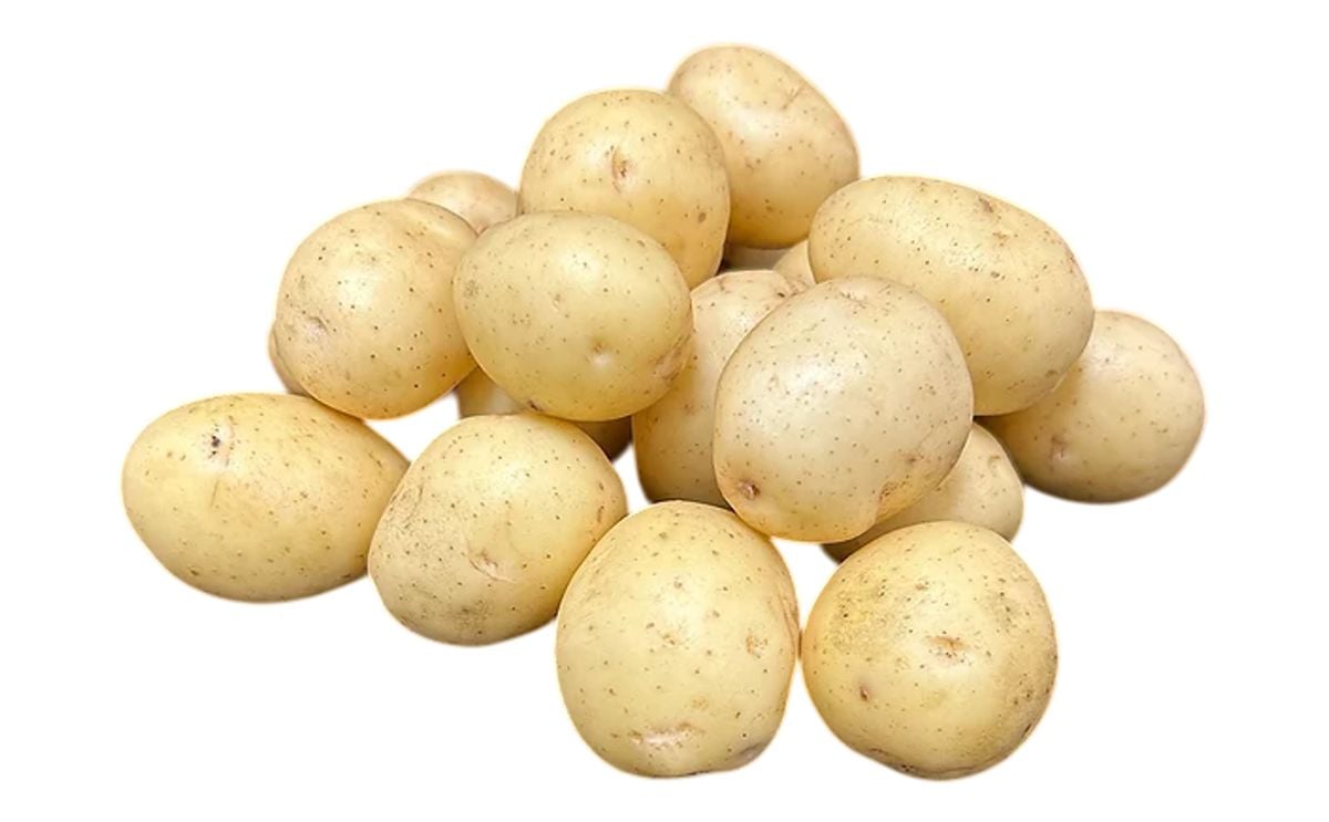 Rockyview Elite Tuber Penni Seed Potatoes Rockyview Elite Tuber Penni Seed Potatoes
