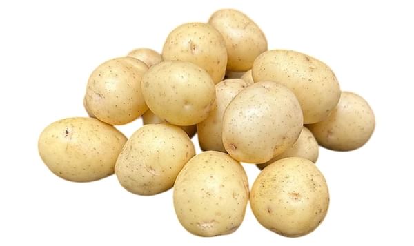 Rockyview Elite Tuber Penni Seed Potatoes Rockyview Elite Tuber Penni Seed Potatoes