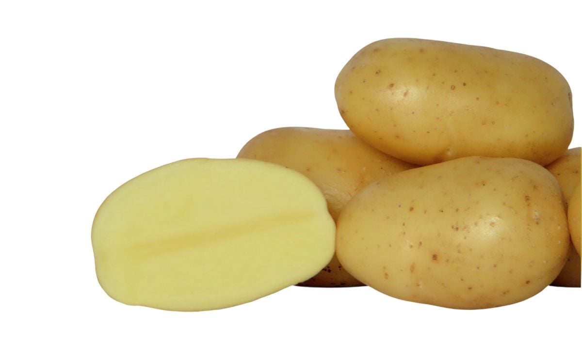 Rockyview Elite Tuber Alanis Seed Potatoes Rockyview Elite Tuber Alanis Seed Potatoes