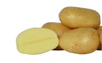 Rockyview Elite Tuber Alanis Seed Potatoes