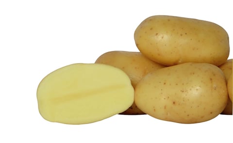 Rockyview Elite Tuber Alanis Seed Potatoes Rockyview Elite Tuber Alanis Seed Potatoes