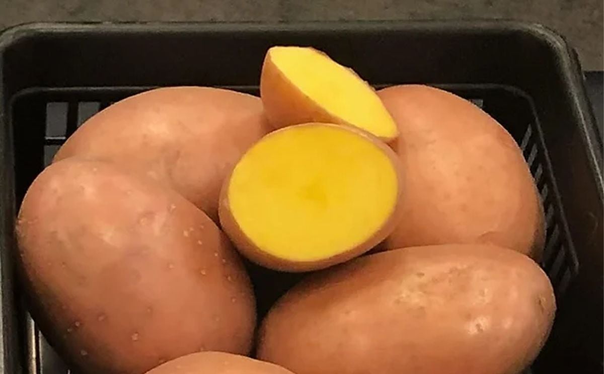 Rockyview Elite Tuber Birgit Red Seed Potatoes Rockyview Elite Tuber Birgit Red Seed Potatoes