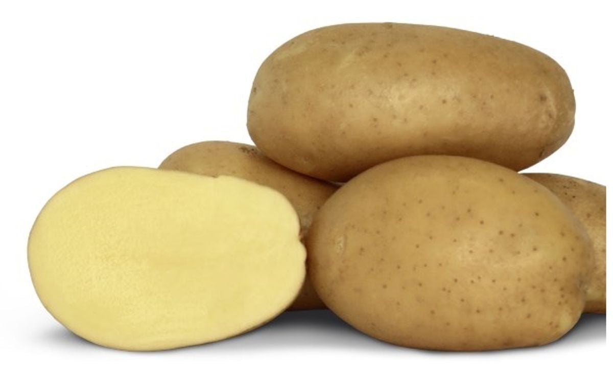 Rockyview Elite Tuber Francis Seed Potatoes Rockyview Elite Tuber Francis Seed Potatoes