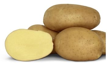 Rockyview Elite Tuber Francis Seed Potatoes