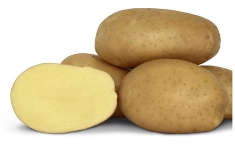 Rockyview Elite Tuber Francis Seed Potatoes Rockyview Elite Tuber Francis Seed Potatoes