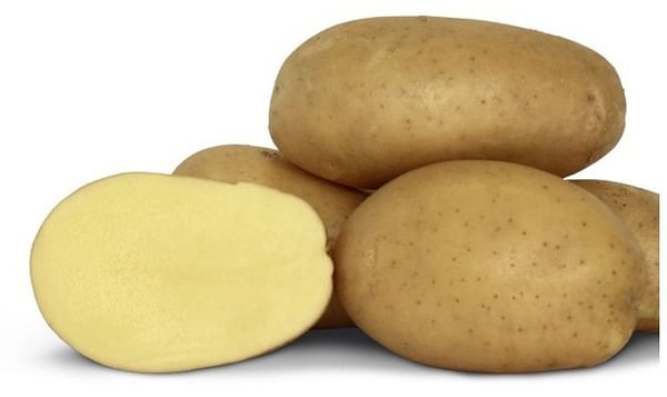 Rockyview Elite Tuber Francis Seed Potatoes Rockyview Elite Tuber Francis Seed Potatoes