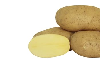 Rockyview Elite Tuber Montis Seed Potatoes