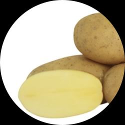 Montis Seed Potatoes