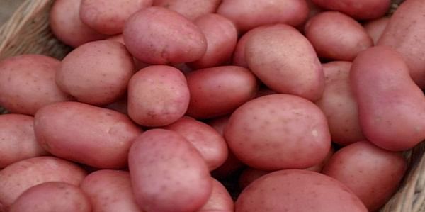 Quality of Irish Potatoes looking great