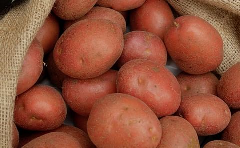 Ad for Albert Bartlett Rooster potatoes features Dallas Star Ad for Albert Bartlett Rooster potatoes features Dallas Star