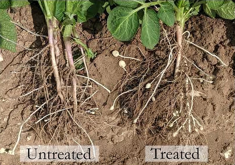 Root Assessment