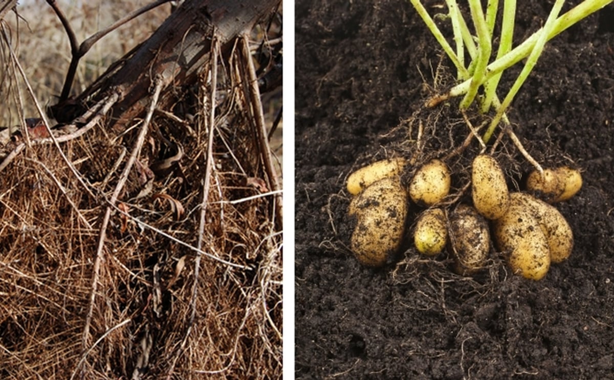 Method developed to predict root mass of shrubs may be helpful for potato crop as well Method developed to predict root mass of shrubs may be helpful for potato crop as well